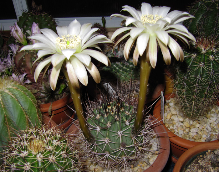 Echinopsis leucantha